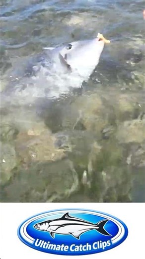 It should be a SPORT FISH