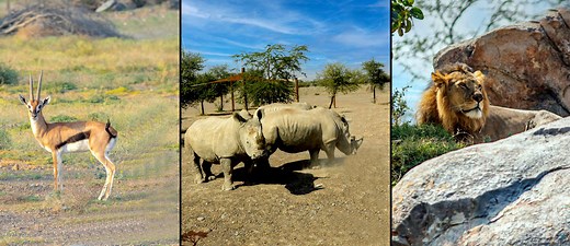 Complete Guide to Sharjah Safari Park: Tickets, Timings & More - MyBayut