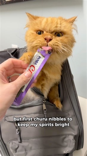 77K views · 5.6K reactions | Cappy's ear infection update. Little ear...