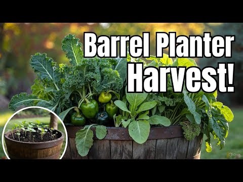 Growing Vegetables in Barrel Planters for Abundance