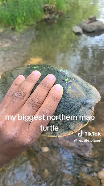 Capturing My Biggest Northern Map Turtle Yet