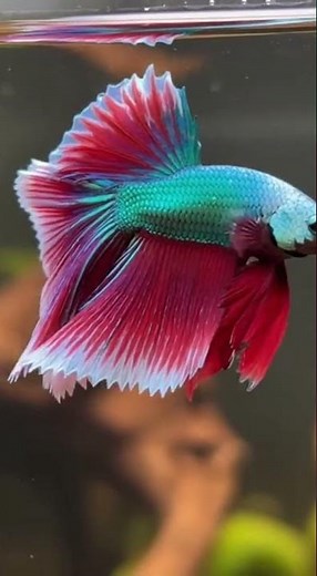 Mesmerizing Betta Fish in Slow Motion