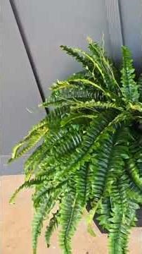 These faux ferns just JUMP OUT! Literally!
