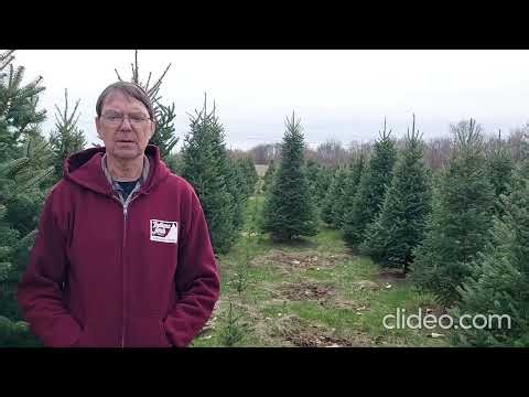 Stump grinding bit for Christmas trees