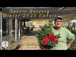 Nuccio's Nursery Eaton Fire Update Winter 2025 - Bonsai Destination - Baikoen Bonsai Club
