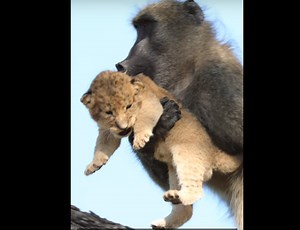 Baboon adopts a little lion cub as its own