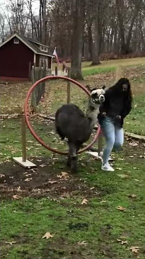 THE FUN ALPACA OBSTACLE COURSE | The Life of an Alpaca #Shorts