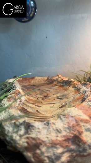 Babies first fishing is always fun to sit and watch! #florida #gartersnakes #fish #eating #snakes #reptiles #smallbusiness