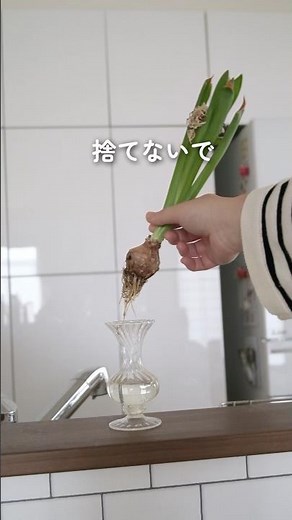 【捨てないで‼️】水栽培後のヒヤシンスは来年も咲きます🪻超簡単なのでやってみて #ガーデニング