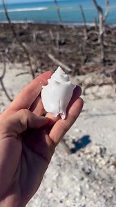 8.6K views · 343 reactions | Finding one of these Albino Florida...