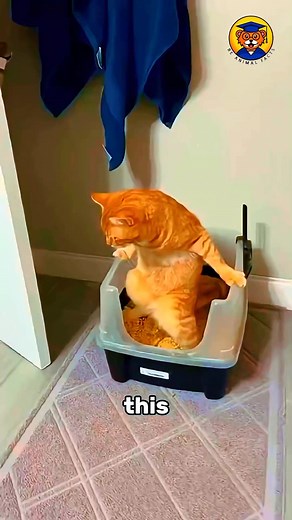 696K views · 45K reactions | Cat Walked 200 Miles to Get Back Home! #animalfacts #wildlife #shorts #wildlifeplanet #facts #animals | Be Animal Facts | Facebook