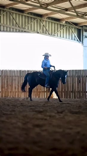 🔹 𝘓𝘰𝘵 500 𝘕𝘶𝘵𝘳𝘪𝘦𝘯 𝘊𝘭𝘢𝘴𝘴𝘪𝘤 𝘚𝘢𝘭𝘦 ~ 𝗧𝗖 𝗕𝗮𝗱 𝗕𝗲𝘁𝘁𝘆 🔹 4 year old Black mare on account of John & Lucy Drynan. Sire: 𝐁𝐚𝐝𝐁𝐨𝐨𝐧𝐚𝐑𝐢𝐬𝐢𝐧𝐠 Dam: 𝐒𝐦𝐨𝐨𝐭𝐡 𝐁𝐥𝐮𝐞 𝐊𝐢𝐭𝐭𝐲 (Smooth as a Cat) ✔️ Sweet natured ✔️ Athletic ✔️ Soft & cow smart ✔️Looks, style & presence ✔️Professionally started and competed in the NCHA Snafflebit Futurity. 📞 Lynda 0407 050 780 #maccallumperformance #campdrafting #nutrienclassic #cuttinghorses #cowhorses | MacCallum Performance