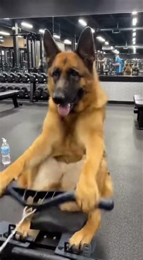 Physical exercise improves health. #funny #meme #propose #memecompilation #subscribe