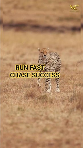 Run Like a Cheetah 🐆 | 10s Powerful Motivation #shorts #motivation