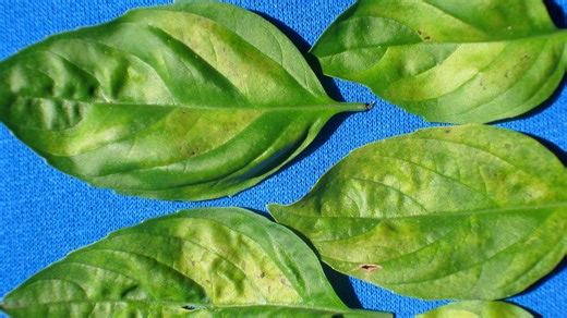 Garden: Enjoy summer cooking with your own basil
