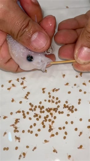 Unbelievable Aquarium Scene: Dolphin Cichlid Birth Moment #america #usa