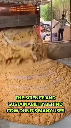 The Science And Sustainability Behind Cow Dung’s Many Uses | Knowledge Junction