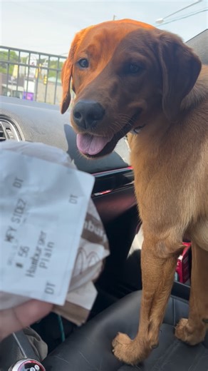 Moose on the loose on Instagram: "Hamburger 🍔 solves depression"