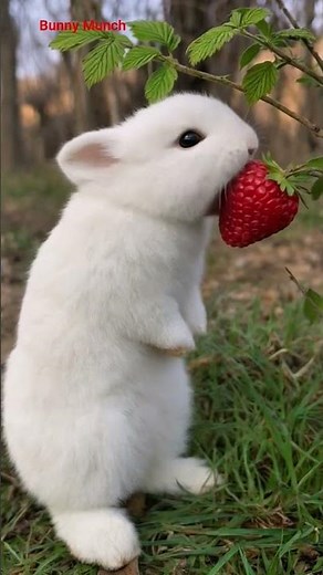 Cute Bunny Gently Eating Raspberry 🍓 ASMR