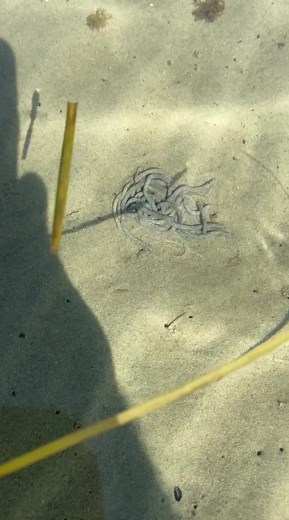 How to find sandworm #Fishingletsgo #sandworm #bait #fishbait #sandorm #howto #fishingtips #beach