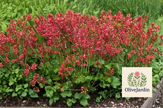 100 Heuchera Firefly Seeds – Coral Bells Heuchera Sanguinea – Red Flower Shade Perennial - Etsy
