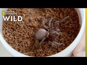 A Spider With Mites | Secrets of the Zoo: Down Under