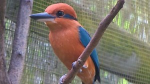 Guam Kingfisher extinct in the wild may get chance to recover on small Pacific island