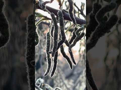 Paper Mulberry- Tapa cloth tree .