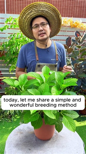 Other methods of propagating hydrangeas #gardeningislife #gardeningtherapy #gardeningknowhow #gardeningseason #gardeningismytherapy | Gardening Hacks