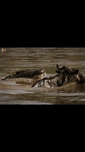 293K views · 7.2K reactions | Terra Firma - [ हिन्दी डाक्यूमेंट्री ] Part 4 , #nature #animals #discovery #wildworlddocumentary Discover the challenges animals have endured in water and on land. | Wild World | Facebook
