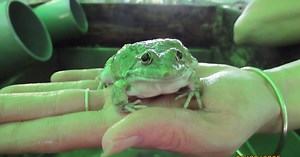 The Frenchman fighting back against frog imports