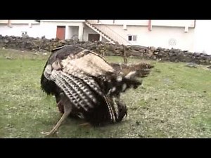 Anadolu Agency - Fight between rooster vs turkey