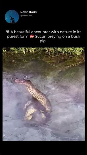 💚 A beautiful encounter with nature in its purest form 🤩 Sucuri preying on a bush pig