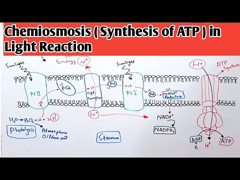Chemiosmosis (Synthesis of ATP) in Light reaction - Cyclic & Non Cyclic Photophosphorylation