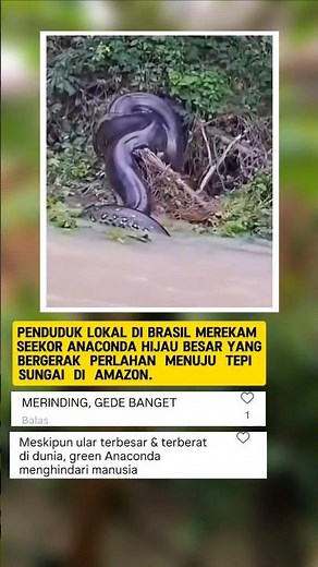 Raksasa Amazon | Green Anaconda