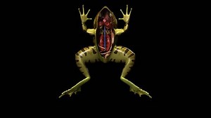 Frog anatomy