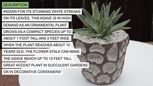 Agave victoriae reginae “Queen Victoria” Origin: Mexico Flower: Red...