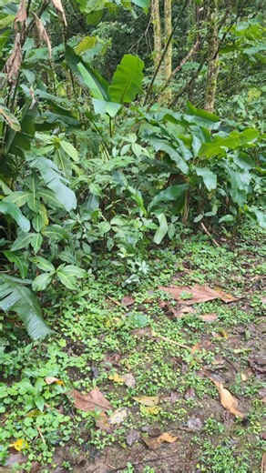 You never know who you're going to meet on the trails at Tapir Valley. During one of our recent nature walks, Julian, the young male tapir crossed us as he was looking for delicious plants in the forest. #tapir #tapiroftheday #tapirs #bairdstapir #costarica | Tapir Valley