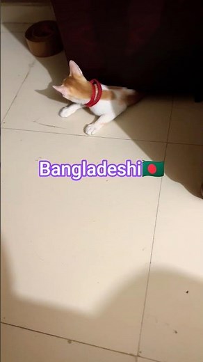 The Internet's Weirdest Obsession: Bangladeshi Cat Videos #বিরাল #cats