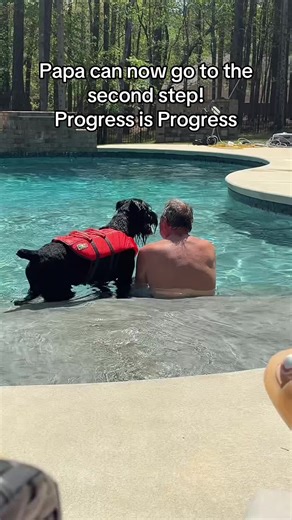 Giant Schnauzer's Incredible Progress