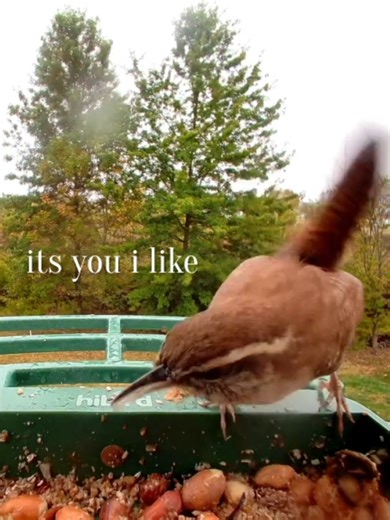 Discover the Beauty of Birds Through Birdwatching