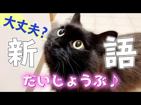 [Talking Cat] Shio-chan, the cat who says "It's okay" in very clear Japanese