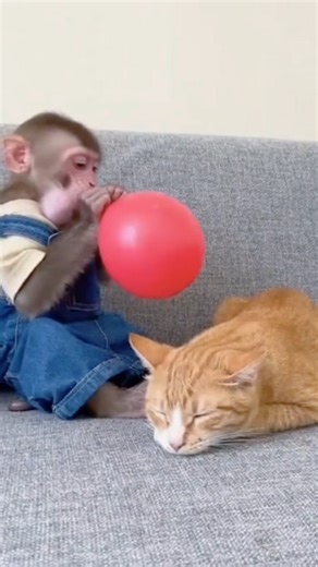 Animal Rescue on Instagram: "The Ezo red fox of Hokkaido has developed remarkable intelligence and survival skills to endure its harsh environment. Winter temperatures can drop below –20°C, but the fox stays warm thanks to its thick, dual-layered fur. The outer layer repels snow and water, while the inner layer traps warm air, acting like natural insulation. This design allows the fox to survive even during blizzards. One of its most impressive traits is its extraordinary hearing. It can detect 