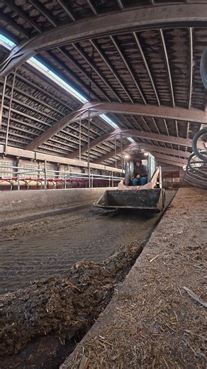 Morning Scraping on a Small Dairy Farm