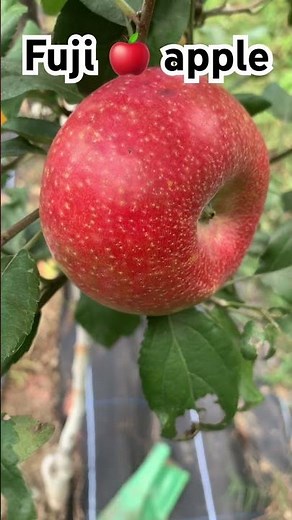 Fuji apple best variety and taste apple #fruitcultivation