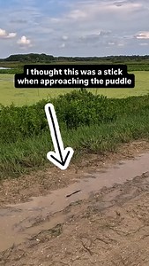 6.6K views · 61 reactions | A tiny American Alligator was chillin’ in...