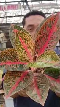 Aglaonema Farmers Yes, Importers Yes‼️ Retail Cheap, Wholesale Cheaper ~ 210