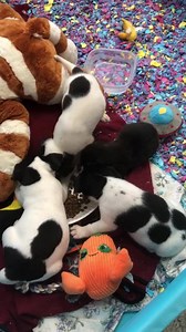 And look at these strong and hungry little orphans!!! | Life is labs.