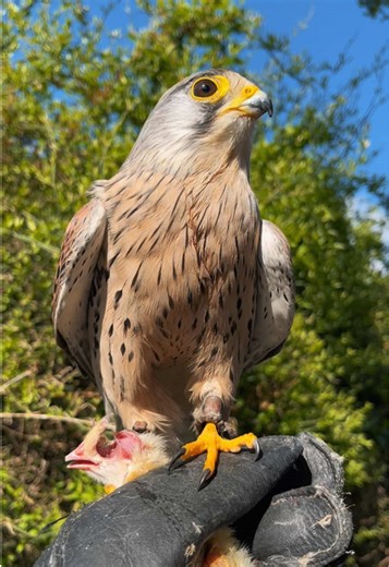 Moodily looking off into the distance. Birds of prey will bob their head to help with their depth perception! #europeankestrel #commonkestrel #kestrel #birdofprey #falcon #falconry #falconer #femalefalconer #falconrylife #falconryandhawking #falconry_love #birdsoftiktok #birdsofprey #birdnerd #birdlover #birdlife #birdtok #fyp #kestrelfalconry #animalsoftiktok #imprint #handsome #foryou