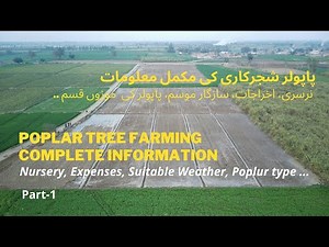 Part #1 || Complete Poplar Plantation Information | Poplar Series 2022 #poplar